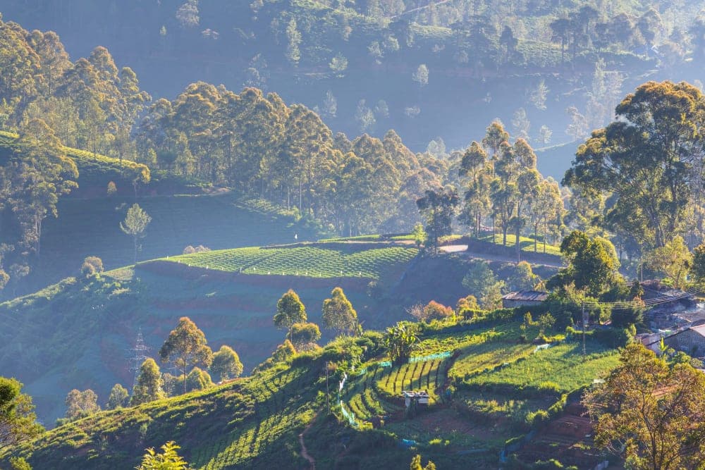Nuwara Eliya