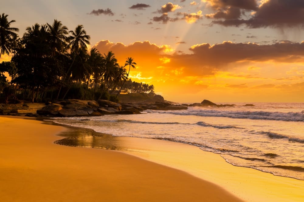 Sunset beach with palms in Sri Lanka