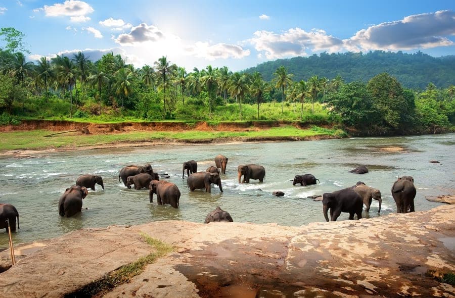 Wild Elephants Gathering in Pinnawala